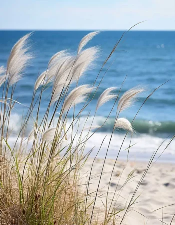 ssp_ocean_grass